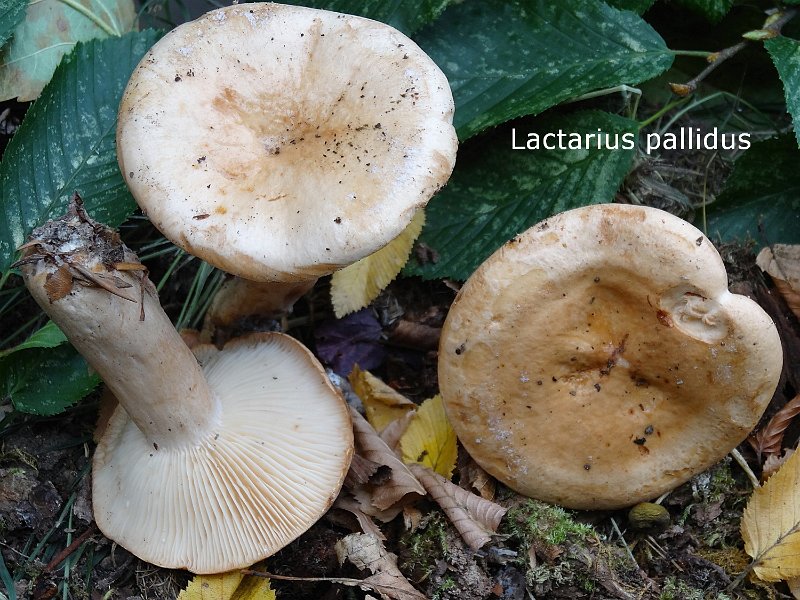Lactarius pallidus-amf1117.jpg - Lactarius pallidus ; Syn: Lactarius carneoisabellinus ; Nom français: Lactaire pâle